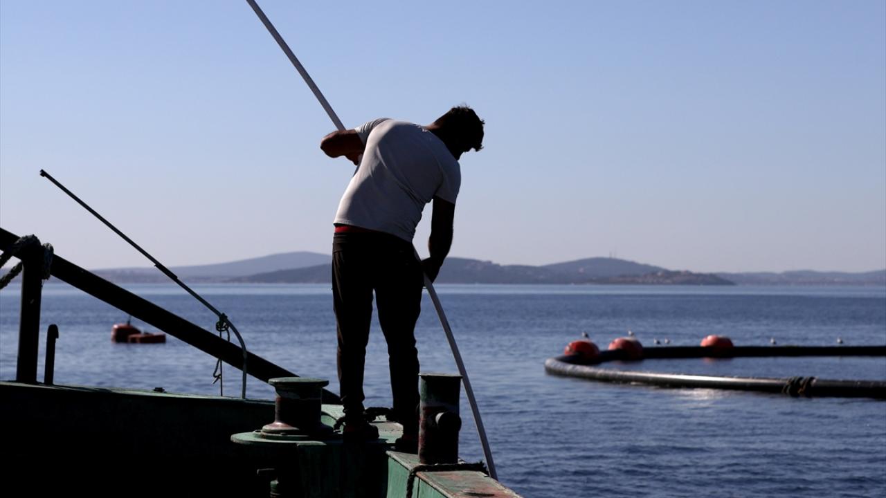 "Cüsse olarak devasa balıklar olmasına rağmen narin yapılılar"