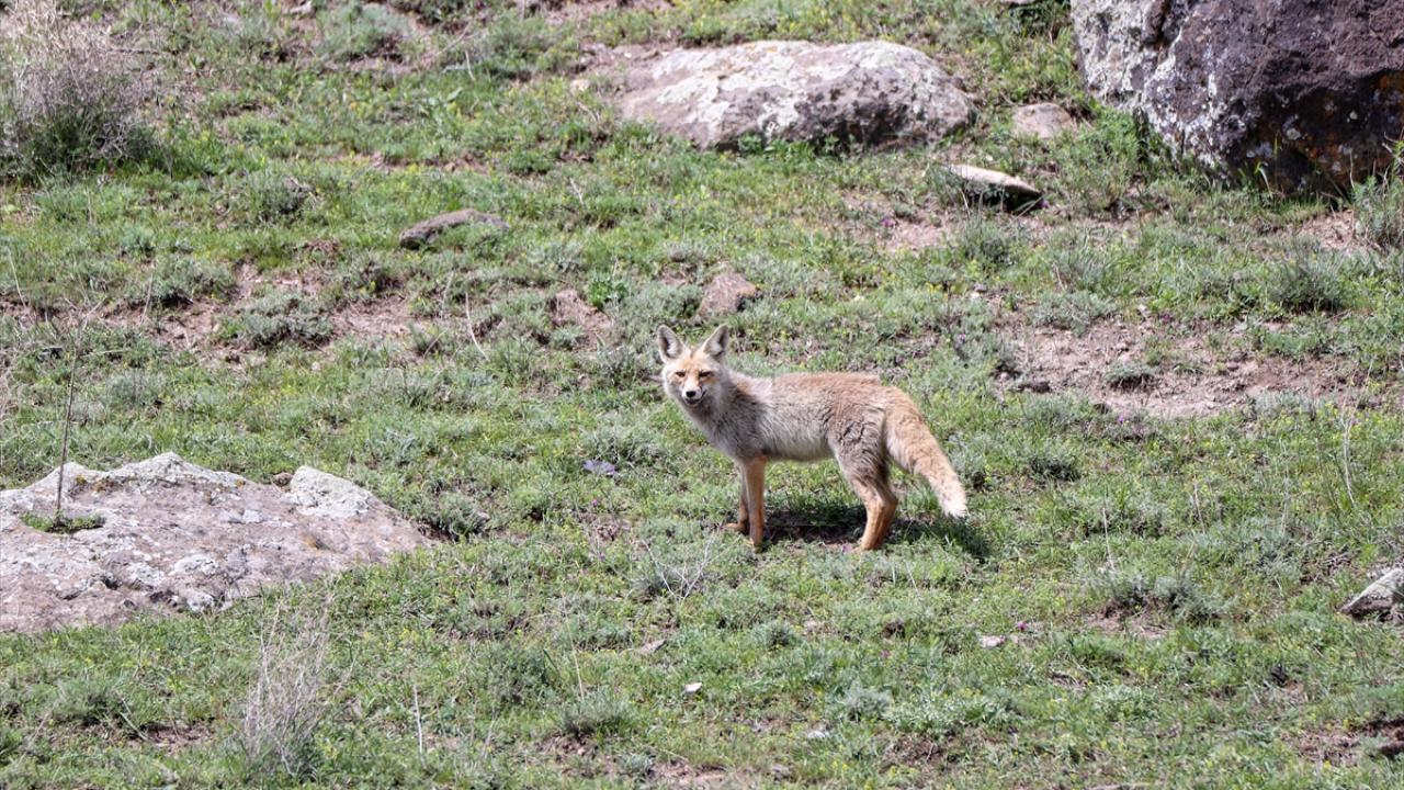 "Van Gölü Havzasında hayvan çeşitliliği artacak"
