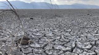 Kuruyan Akşehir Gölü'nde çok sayıda ölü yaban ördeği bulundu
