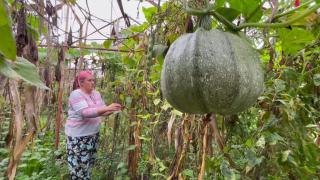 Sosyal medyadan çağrı yaptı, çalınan kabak geri geldi
