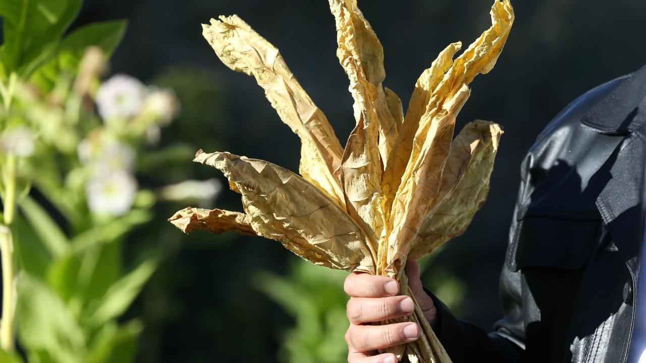 Bu yıl bir ilki gerçekleştirerek Muş`ta "Virjinya tütünü" yetiştirmek için deneme üretim yaptıklarını belirten Solgun, şöyle konuştu: