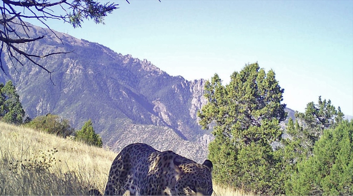 Leopar Eylem Planı hazırlanıyor