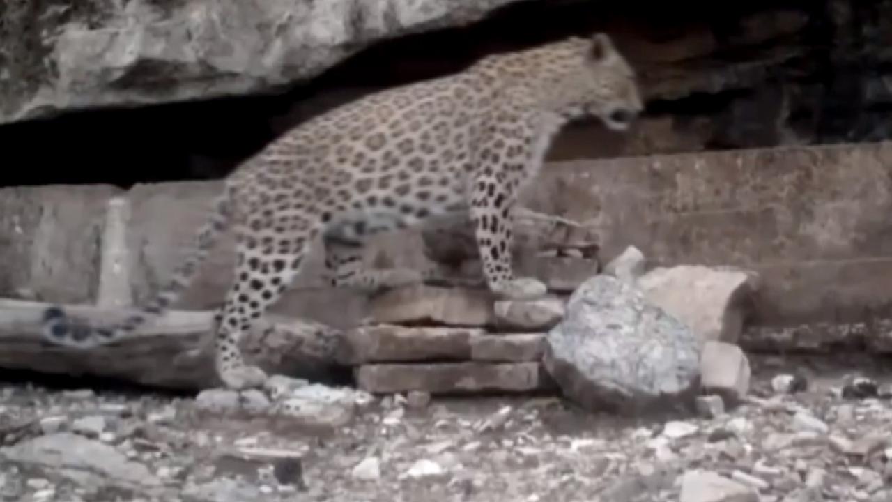 Yayılış haritası oluşturulacak