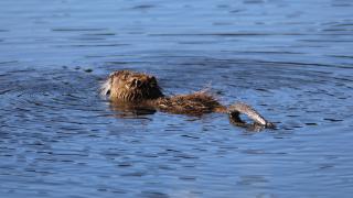 Su maymununun beslenme anı kamerada
