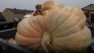 ABD'li çiftçinin bal kabağı, Kuzey Amerika rekorunu kırdı