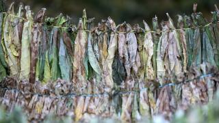 Tütünde 120 bin ton rekolte bekleniyor