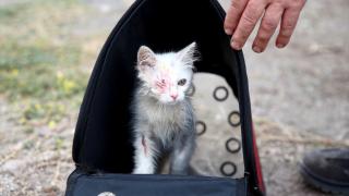Van kedisinin kornea tahribatı nedeniyle görmeyen mavi gözü ışığa kavuştu