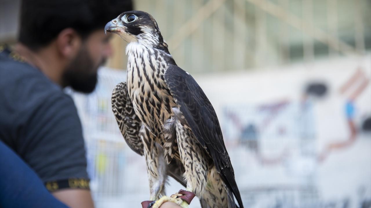 "Özellikle bülbül, bıldırcın, güvercin ve kekliğe ilgi var"