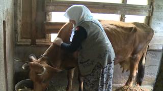 Huysuz ineğe aynalı çözüm