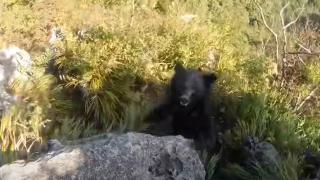 Dağda ayıyla karşılaştı, kavgayla hayatta kaldı