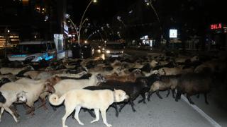 Koyun sürüsünün geçtiği caddede trafik oluştu