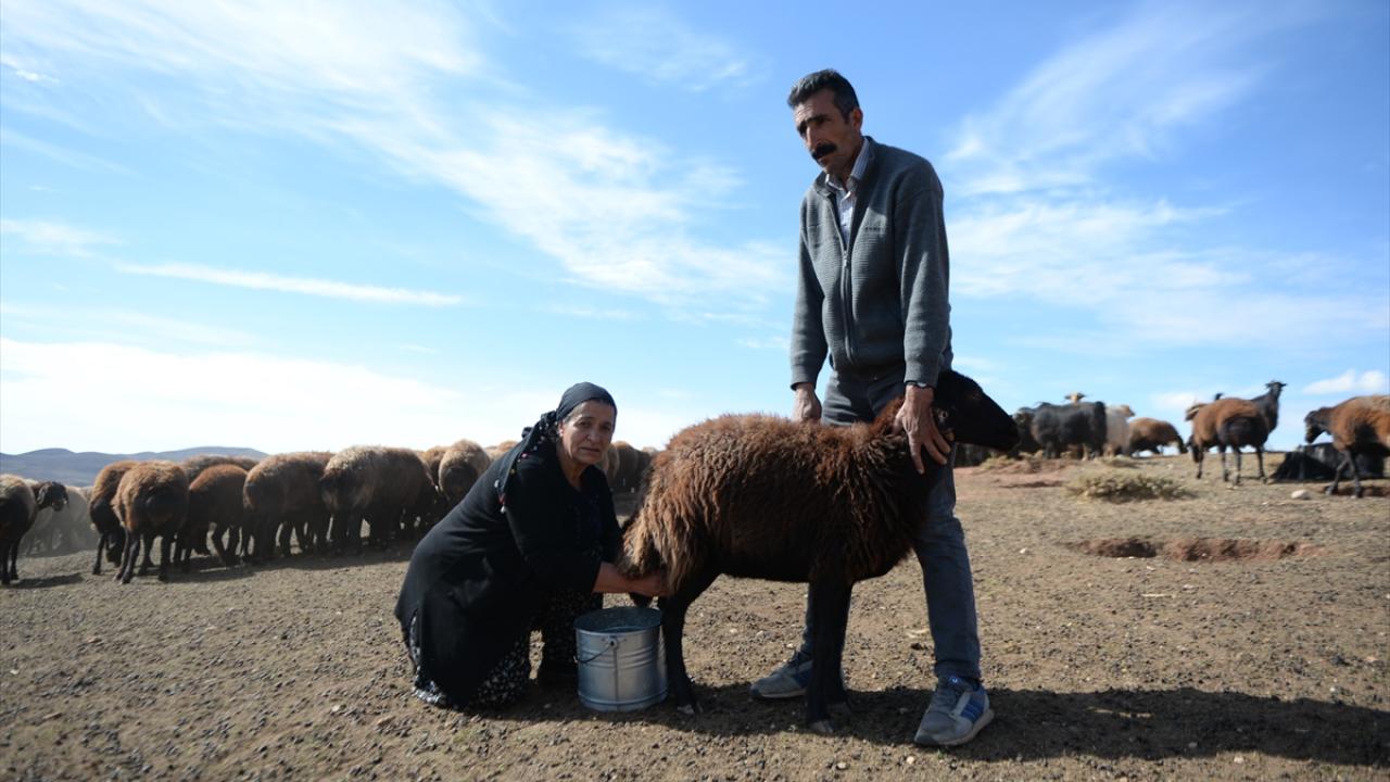 "Bereket ve süt verimi arttı"