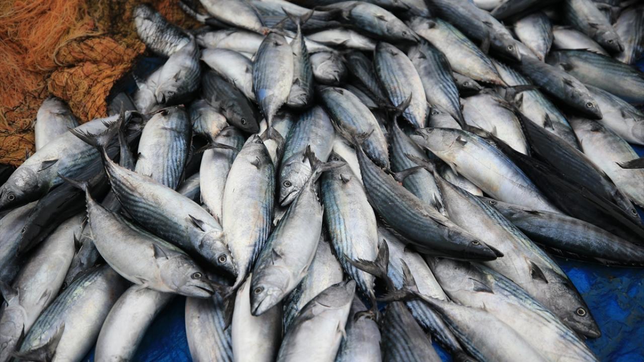 "Karadeniz`de palamut bolluğu var"