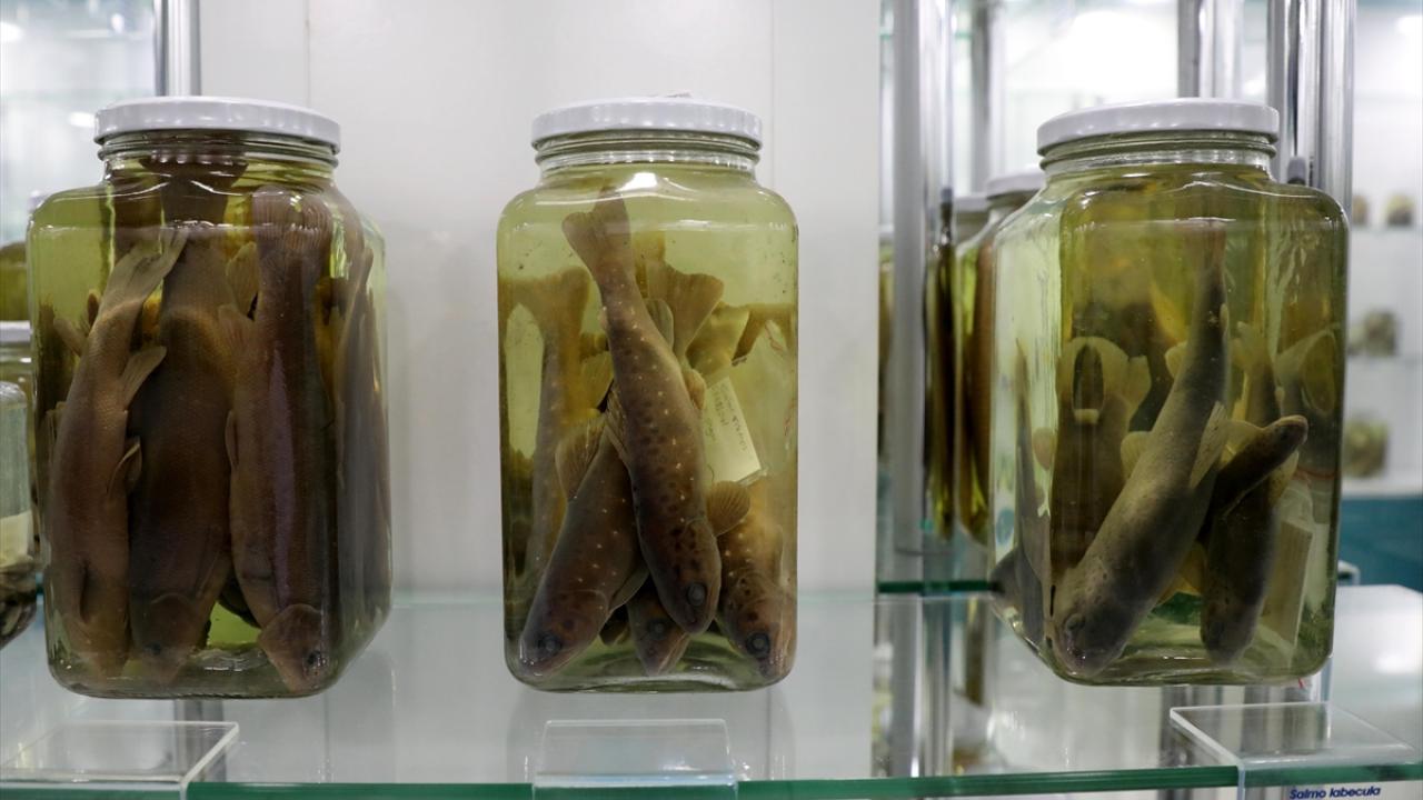 "Erzurum ve Ağrı`da tanımladığımız türlerin nesli tehlike altında"