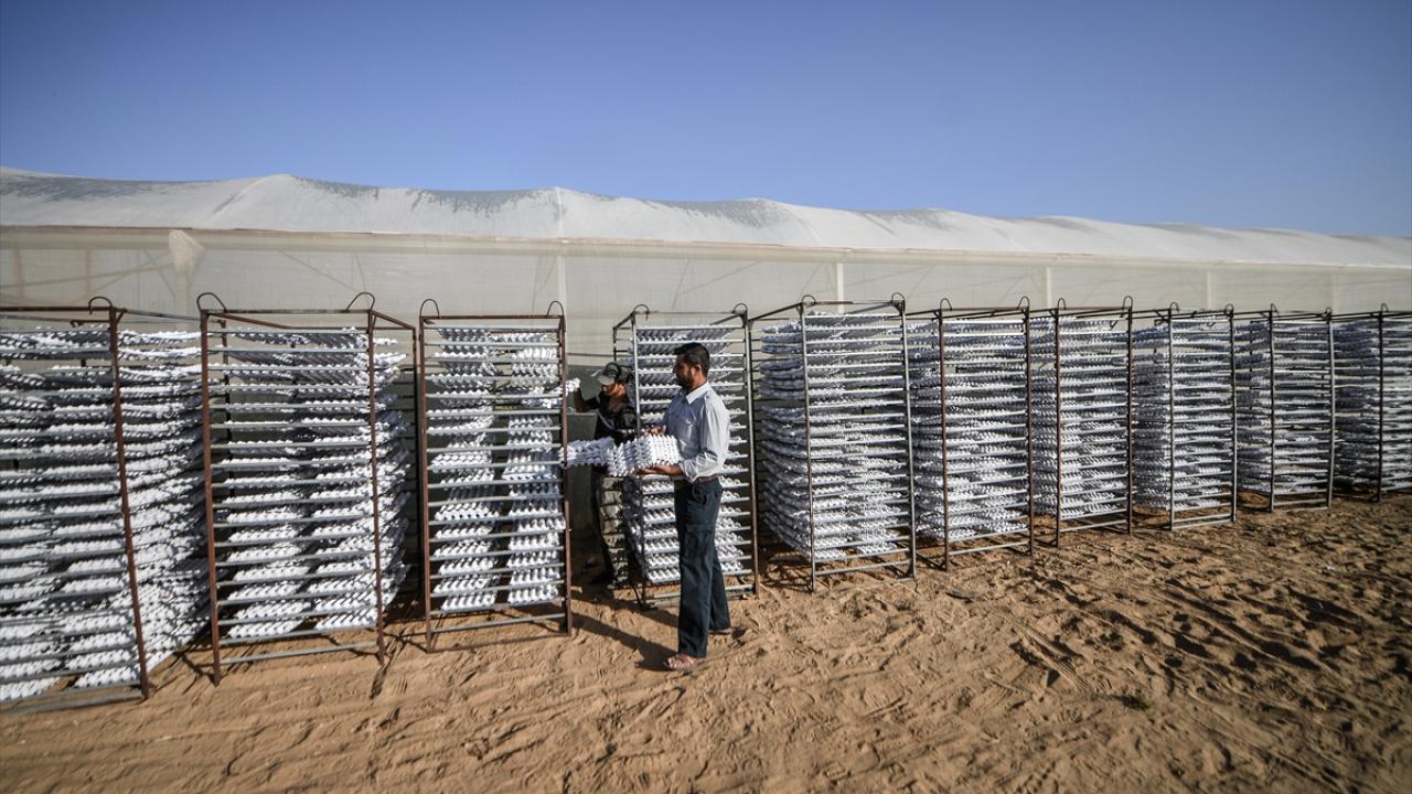 Kağıt atıklardan yumurta viyolüne