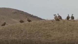 Van’da kızıl akbabalar sürü halinde görüntülendi