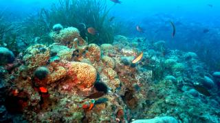 Marmara'ya yapay resif desteği