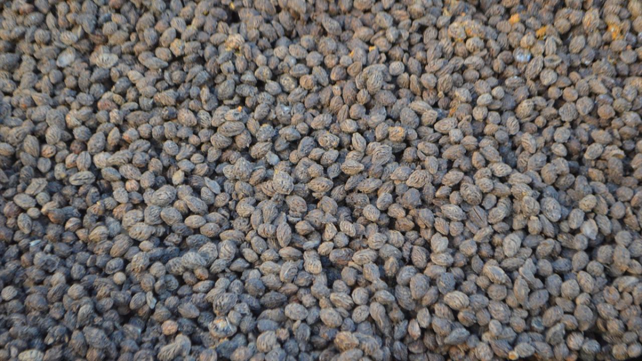 "Yaklaşık 100 ton katı meyve atığını değerlendirmekteyiz"