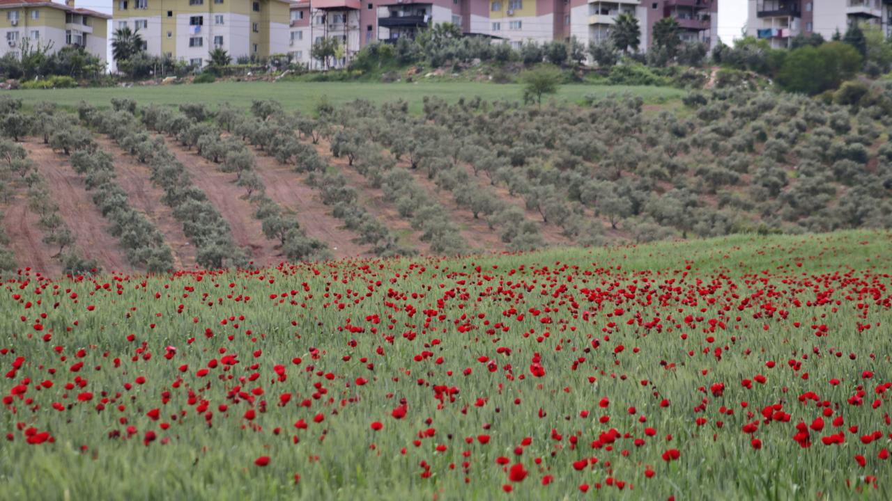 Bereket Dağı Osmaniye