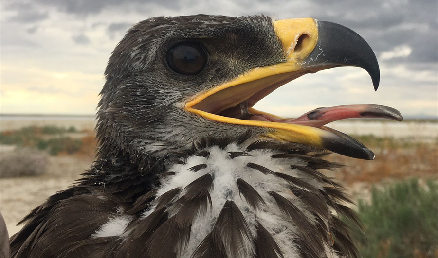 8 türde 50`nin üzerinde kuş takip ediliyor