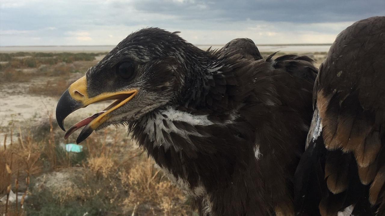 İzledikleri kartal kuluçkada 3 yavru çıkardı