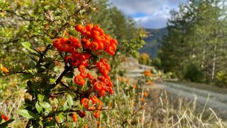 Ilgaz Dağı ziyaretçilerini sonbahar renkleriyle ağırlıyor