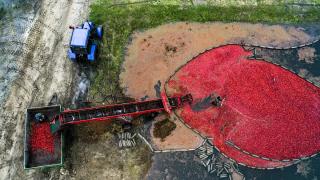 Belarus'ta kızılcık hasadı sona erdi