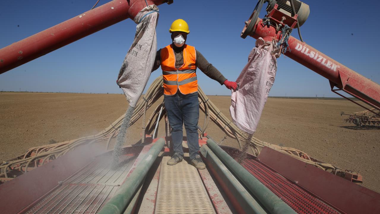 225 bin ton buğday rekoltesi bekleniyor