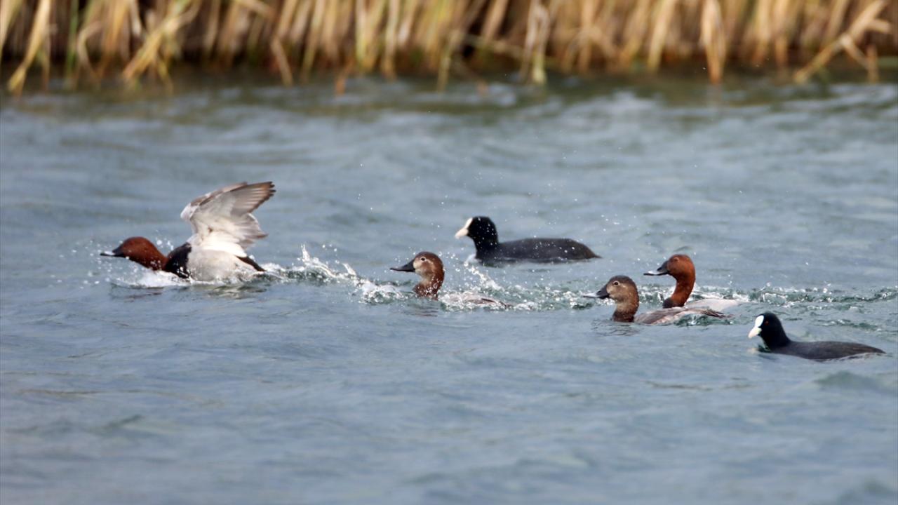 "Kuşlar için birçok olanağı birlikte sunuyor"