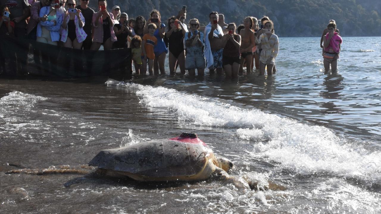 "Denizdeki denizanalarını yiyorlar"