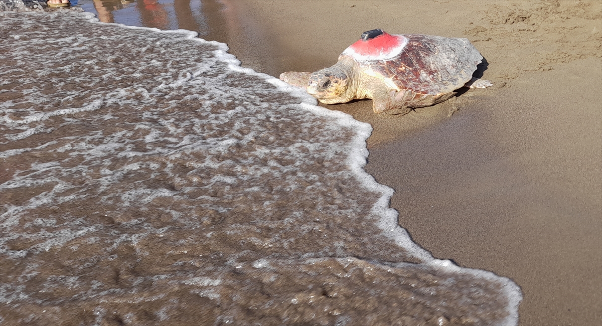 "Geçen yıl 42 bin civarında yavru denize ulaşmıştı"