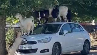Keçiler otomobilin üzerine çıkarak yaprak yedi