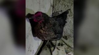 Tavuğun altından yumurta yerine uyuşturucu çıktı