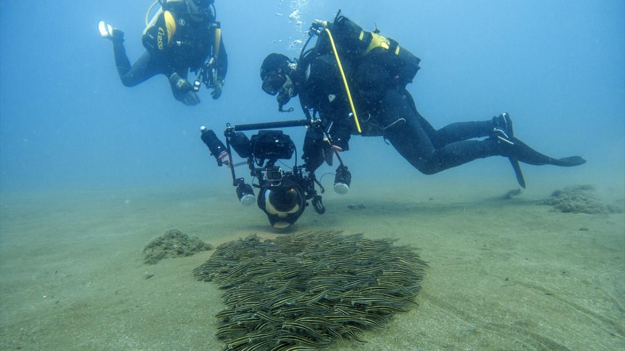 "Dikenin battığı bölgeye sıcak su uygulanmalı"