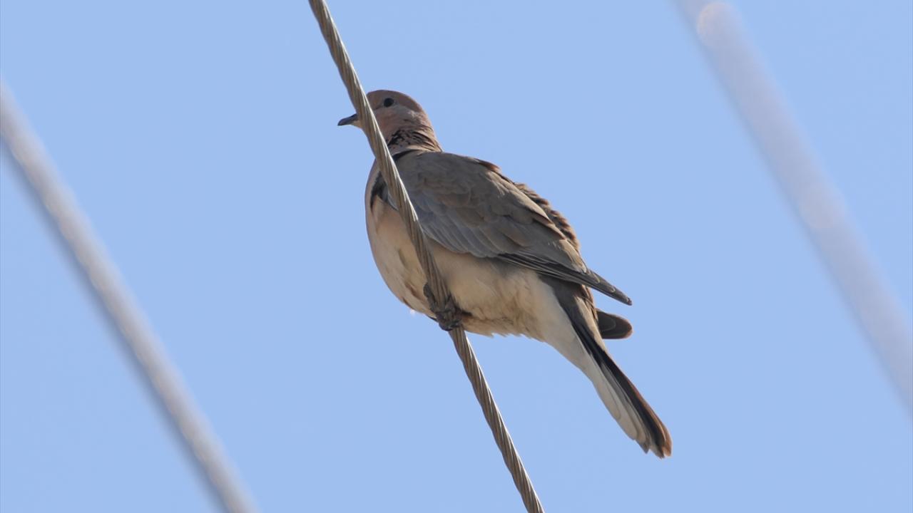 "Kuluçkaya yatan türler için önem arz ediyor"