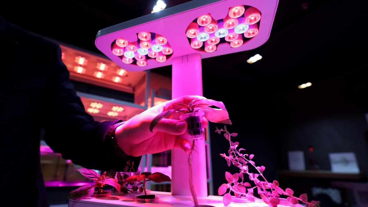 Çalı ve ağaç türlerinde de benzer çalışma yapılması planlanıyor