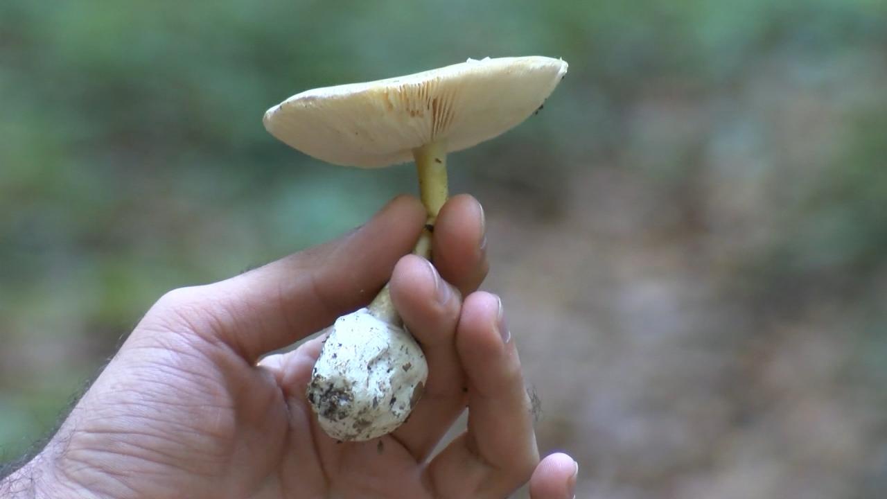 Mantarlar hakkında doğru bilinen yanlışlar
