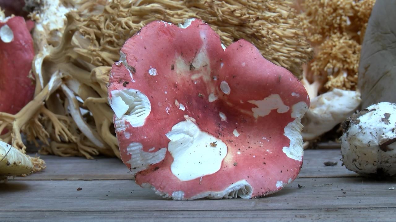 Gecikmiş semptomlar karaciğerde hasar bırakabiliyor