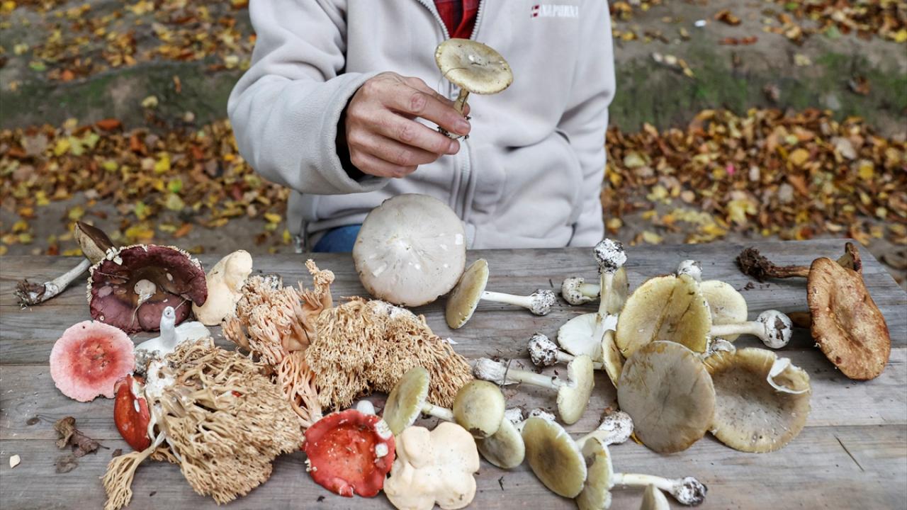 Kültür mantarı güvenilir yerden alınmalı