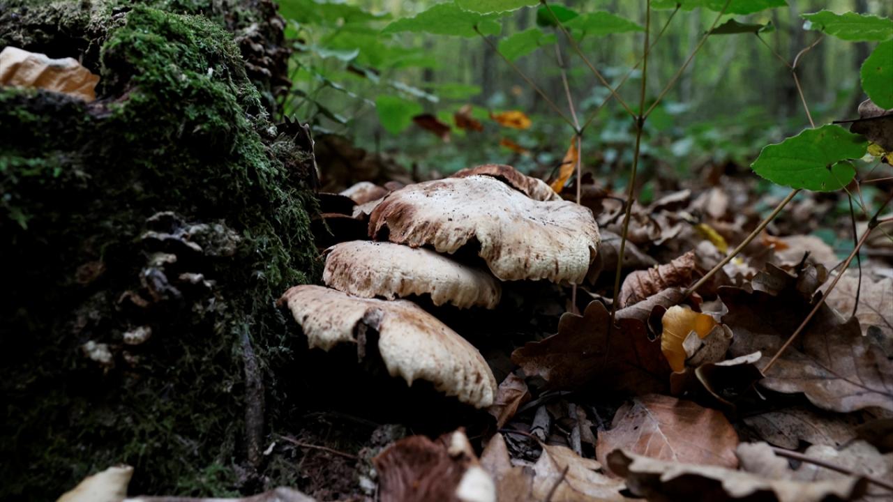 "Panzehiri yoktur. Destek tedavileri uygulanır"