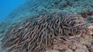 Popülasyonu artan çizgili kedi balıkları su altı kamerasında