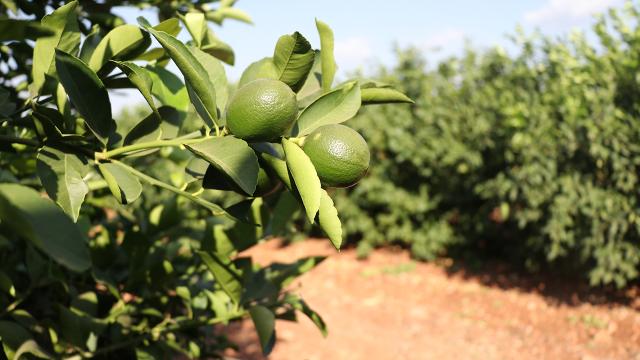 Organik ve iyi tarım uygulamalarına 2 milyar lira destek verildi