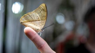 Dubai Kelebekler Bahçesi