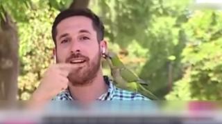 Muhabir yayın sırasında kuşun kapkaçına uğradı