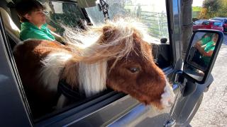 Dünya'nın en küçük midillisi : Pumuckel