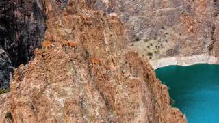 Yaban keçilerinin zorlu tırmanışları dronla ile görüntülendi