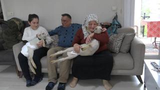 Annesiz kalan ikiz kuzulara yuvalarını açtılar