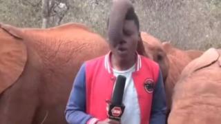 Muhabirin, yavru fil ile mücadelesi güldürdü