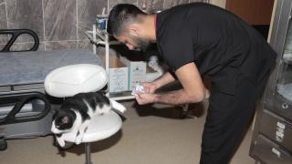 Ayağı kırılan kedi acil servisin yolunu tuttu