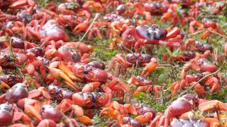 Christmas Adası'nda kırmızı yengeç göçü başladı